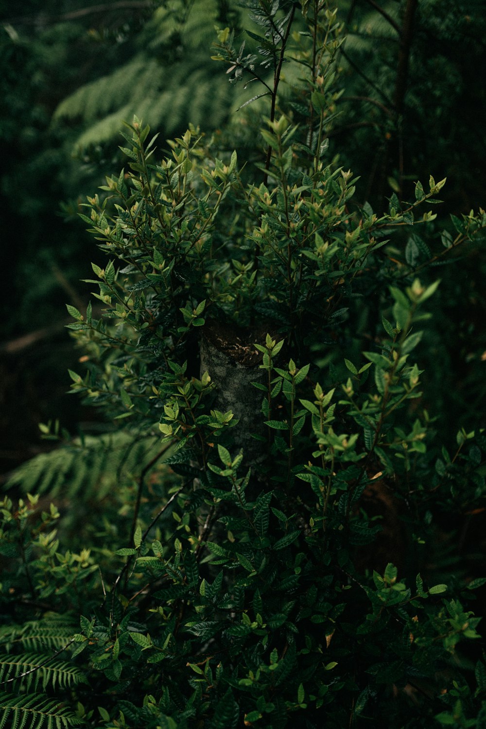 緑の葉の植物の近くの緑の葉の植物