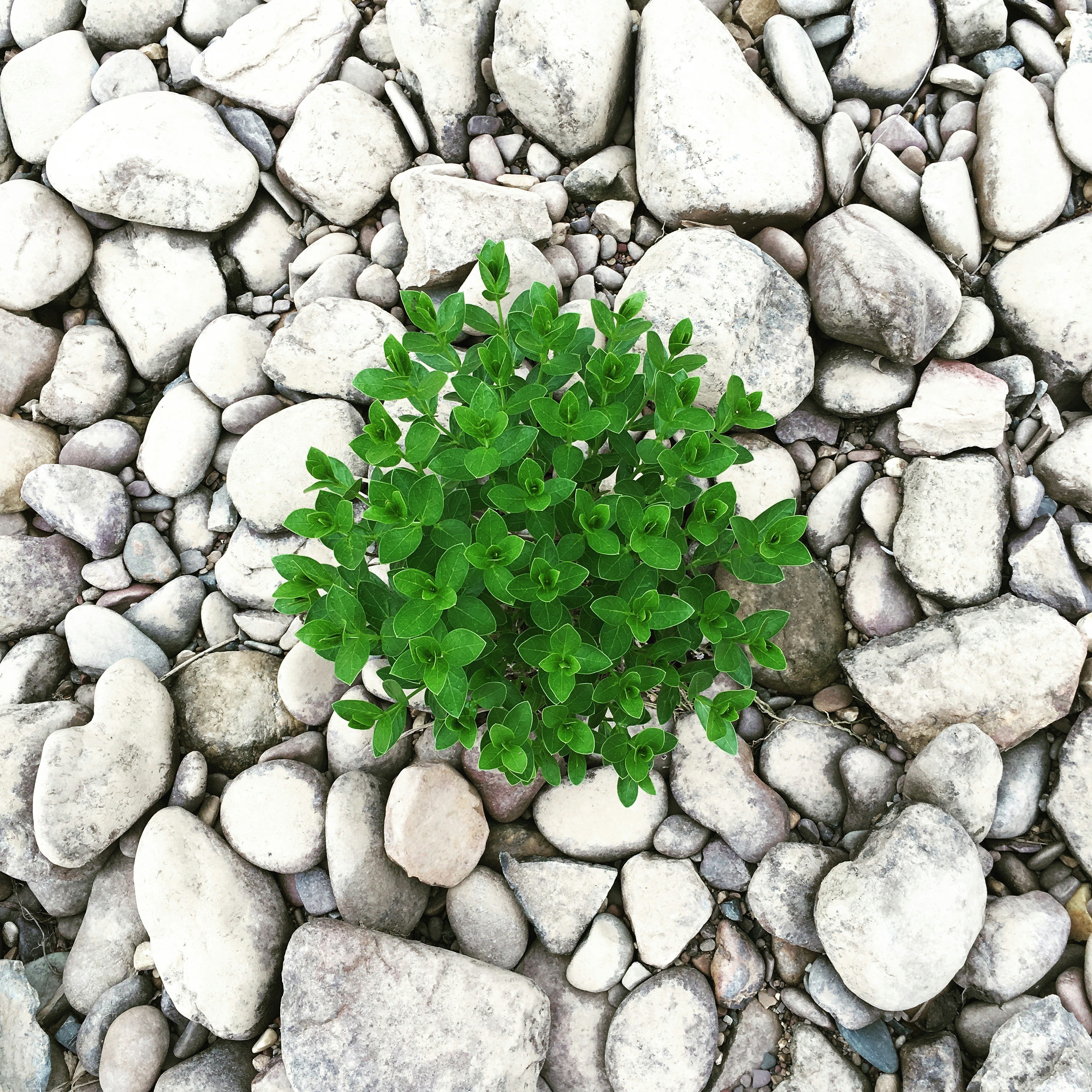 Free Unsplash photo from Charles Lemon