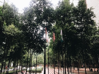 Tall trees densely populate an urban courtyard area, providing a lush canopy. Three flagpoles are visible with different flags, creating a sense of cultural or national representation. People are seen walking along a paved path, and a line of parked cars is visible in the background. The scene is framed by tall buildings, adding a contrast between nature and urban architecture.