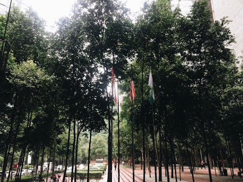 Tall trees densely populate an urban courtyard area, providing a lush canopy. Three flagpoles are visible with different flags, creating a sense of cultural or national representation. People are seen walking along a paved path, and a line of parked cars is visible in the background. The scene is framed by tall buildings, adding a contrast between nature and urban architecture.
