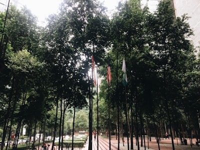 Tall trees densely populate an urban courtyard area, providing a lush canopy. Three flagpoles are visible with different flags, creating a sense of cultural or national representation. People are seen walking along a paved path, and a line of parked cars is visible in the background. The scene is framed by tall buildings, adding a contrast between nature and urban architecture.