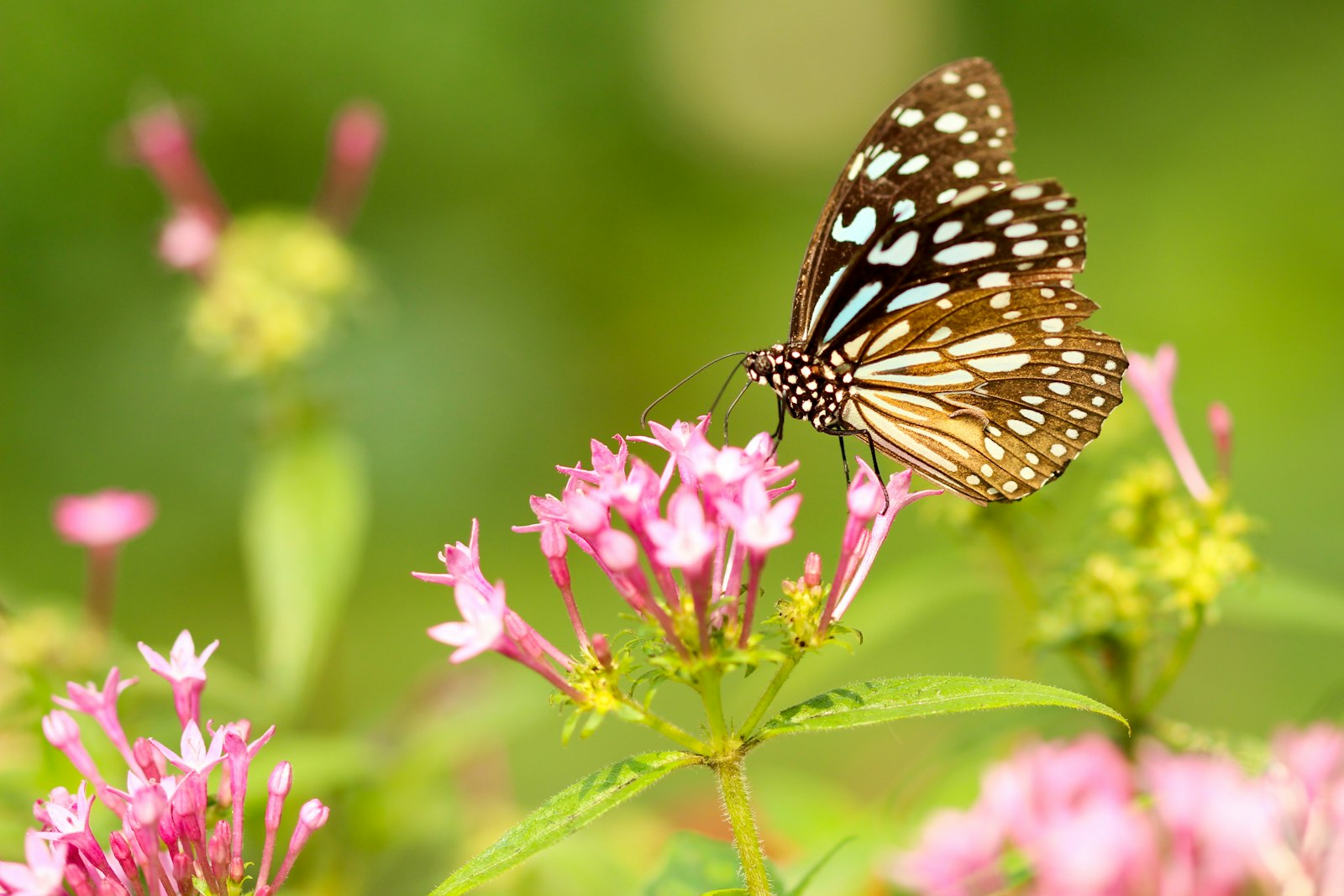 Canon EOS 600D (Rebel EOS T3i / EOS Kiss X5) + Canon EF 100mm F2.8 Macro USM sample photo. Butterfly in flower during photography