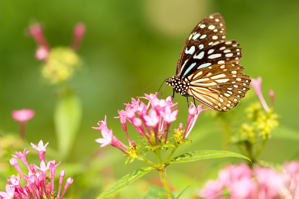 borboleta na flor durante o dia