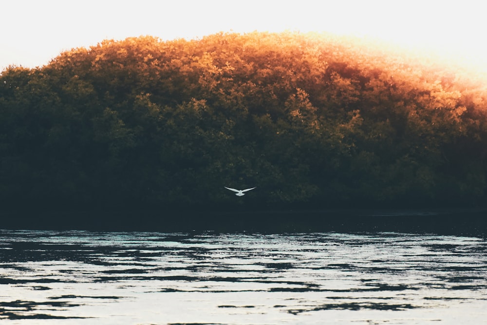 bird flying under the sky