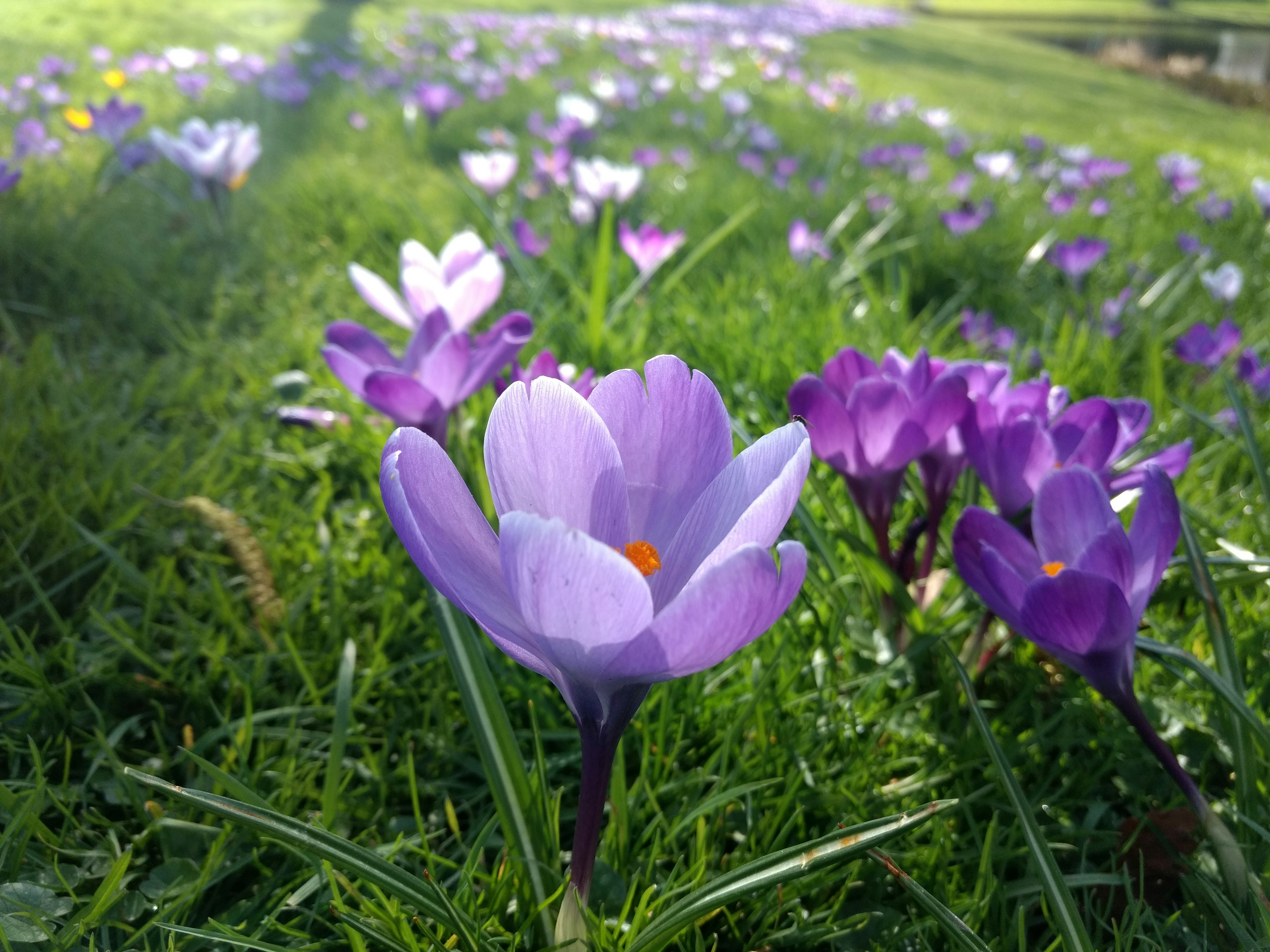 Free Unsplash photo from Rik Koedoot