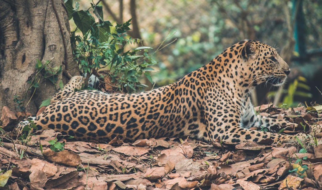 Leopard resting by a tree