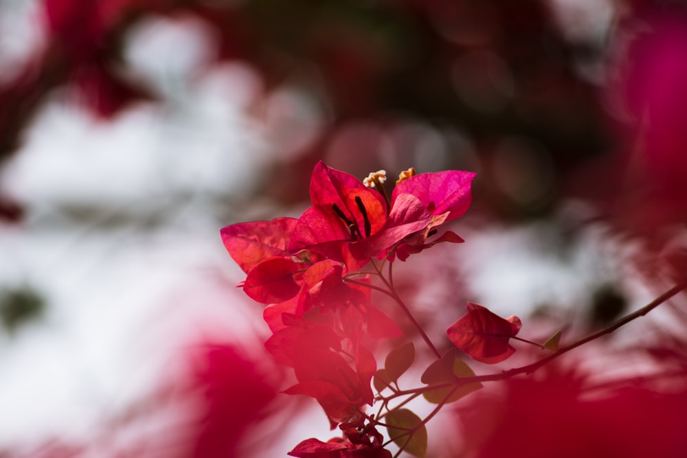 Selektive Fokusfotografie der roten Bougainvillea-Pflanze