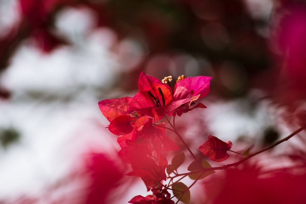 selective focus photography of red bougainvillea plant