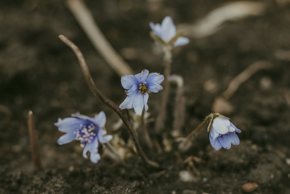 Lila und weiße Blüten auf braunem Ast