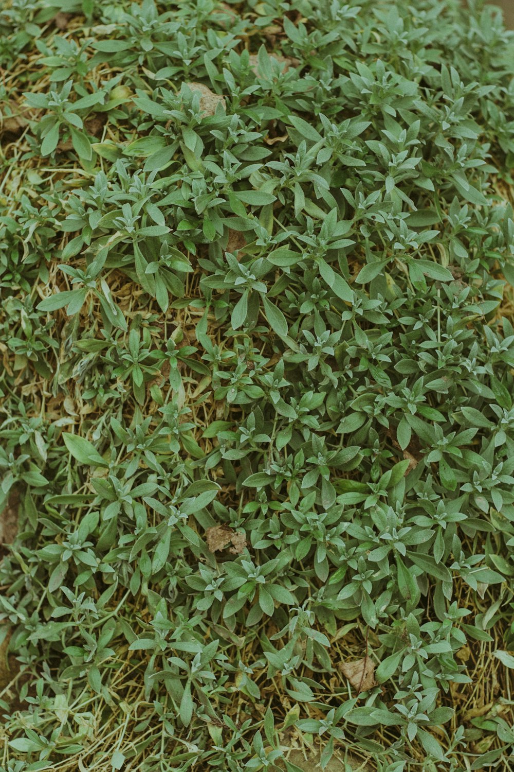 foglie verdi su terreno marrone