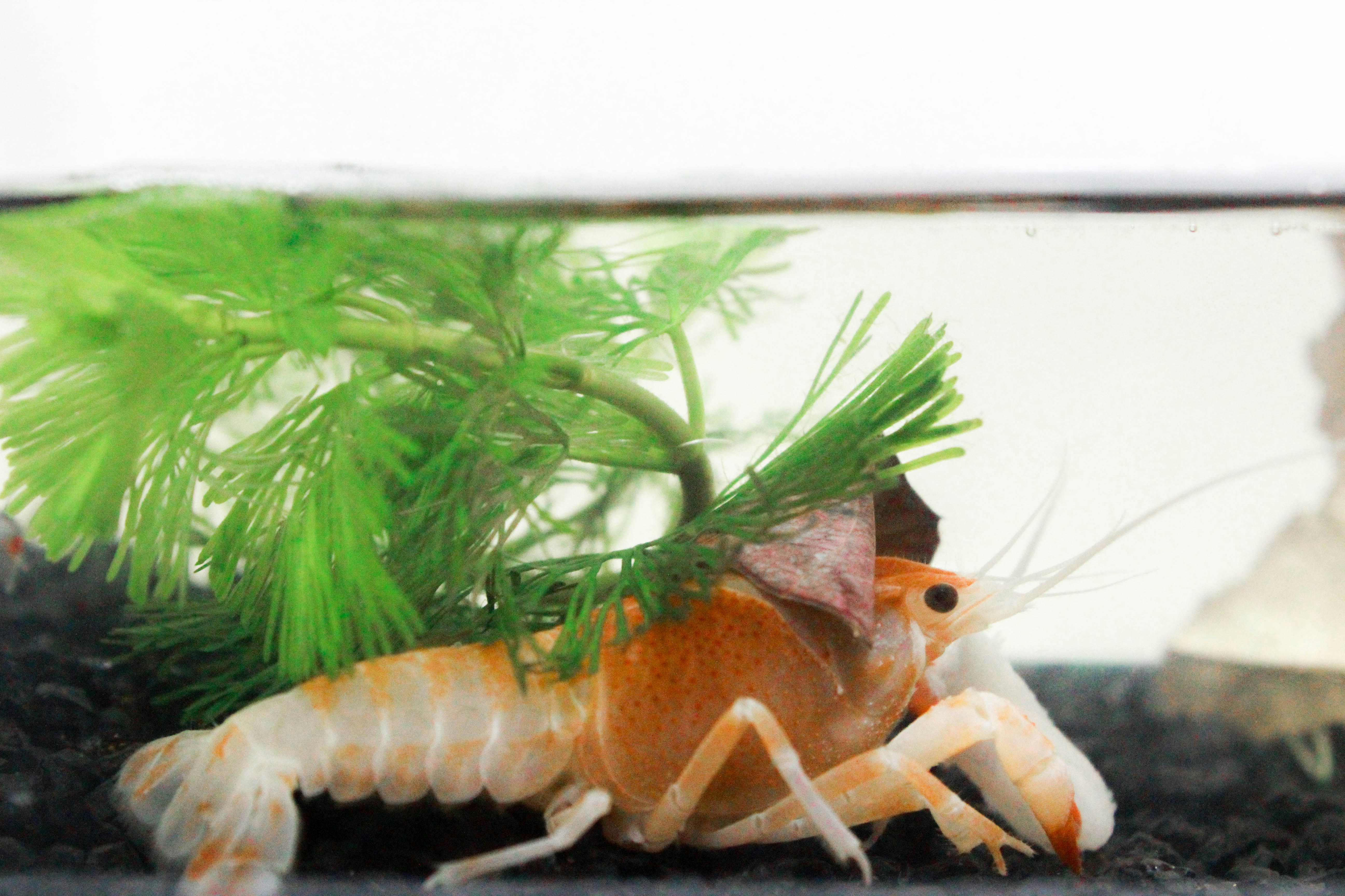 Astacology: The Scientific Study of Crayfish