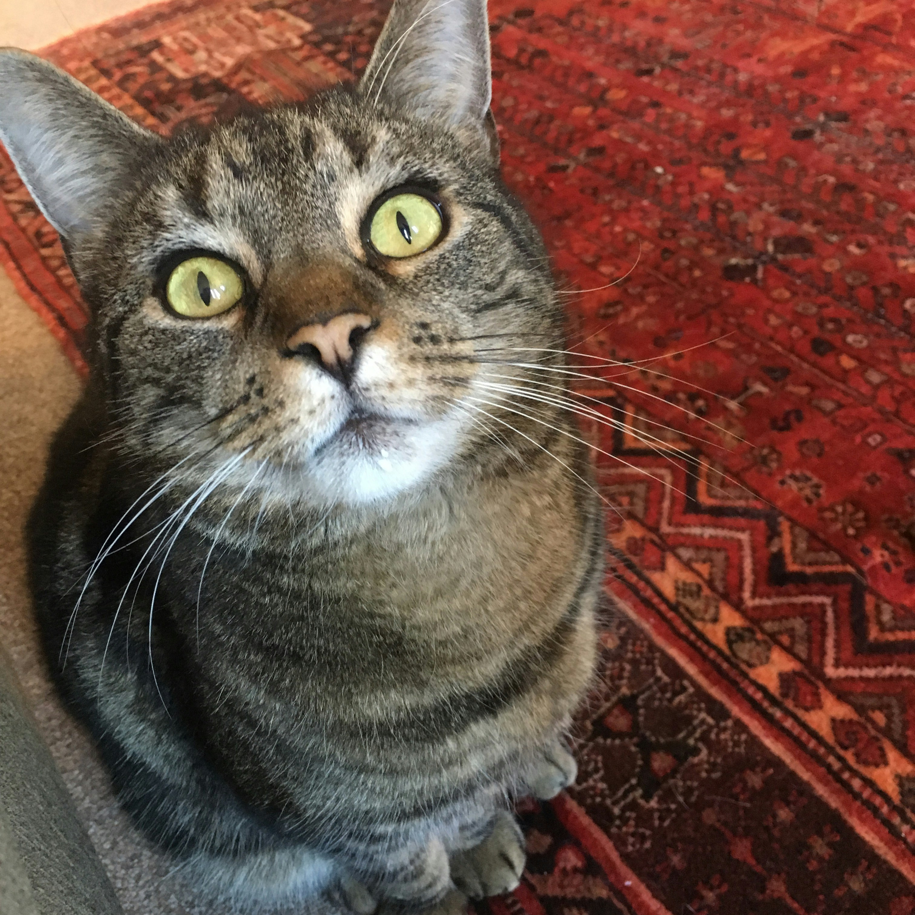 Free Unsplash photo from Susan  Davis