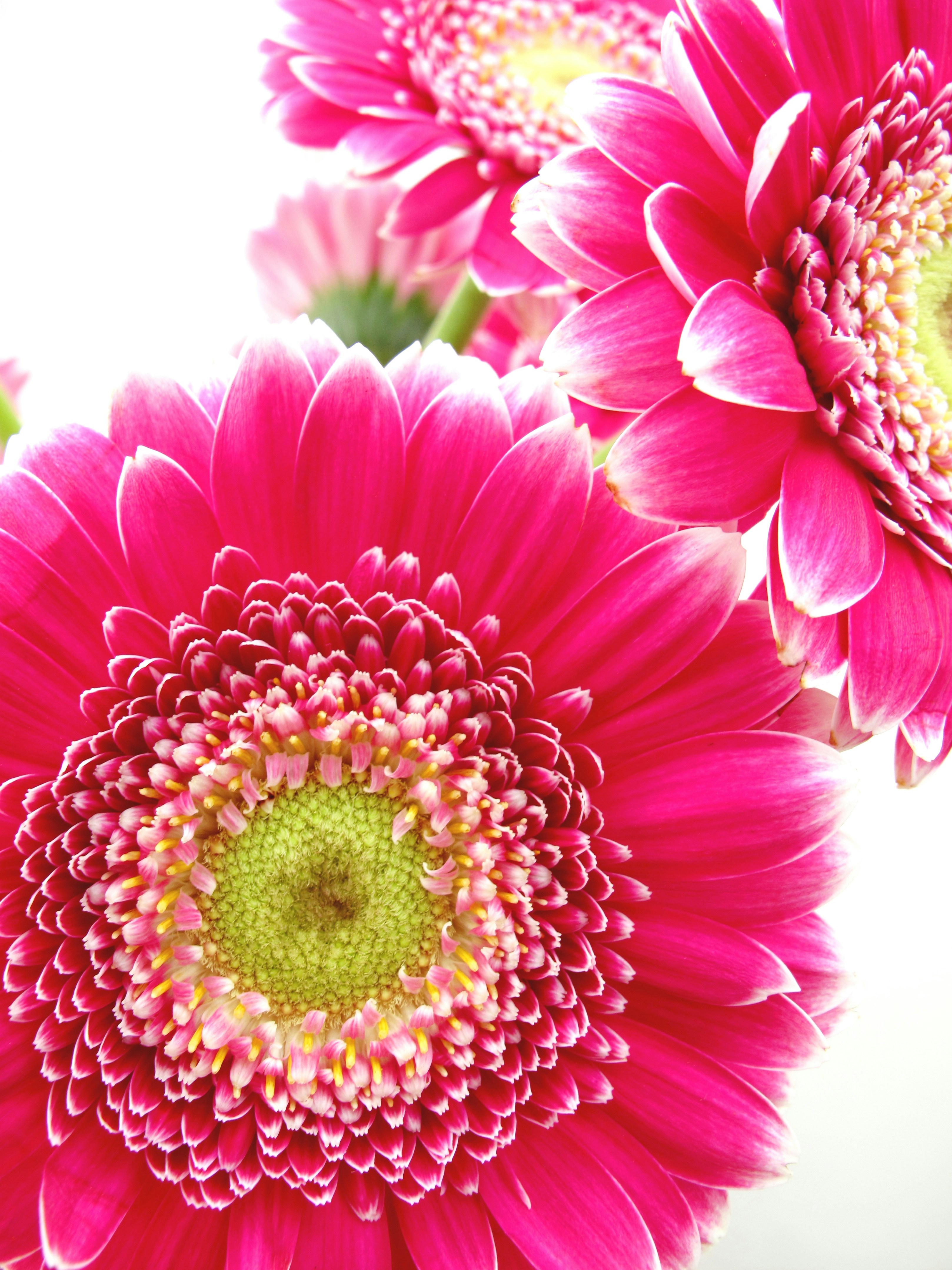 Free Unsplash photo from Susan  Davis