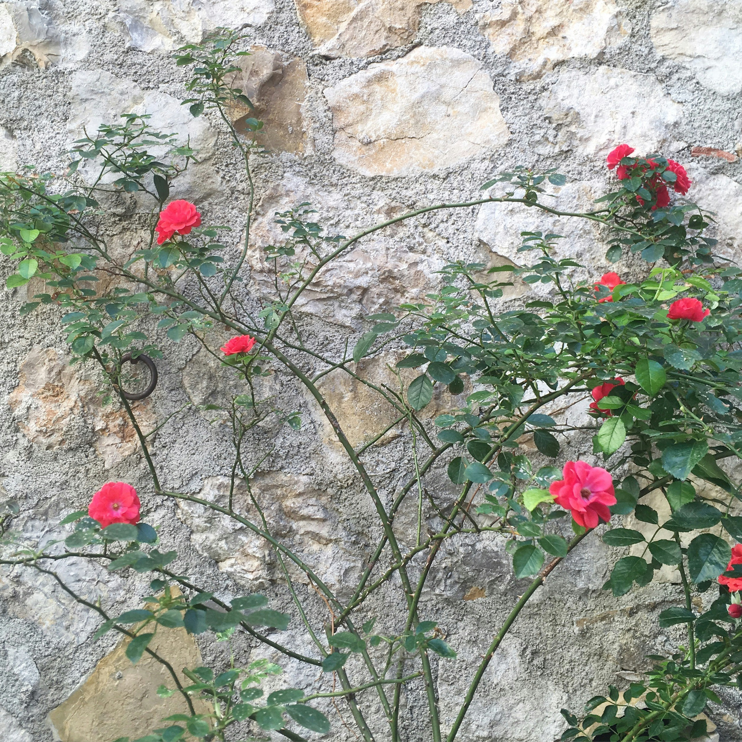 Free Unsplash photo from Susan  Davis