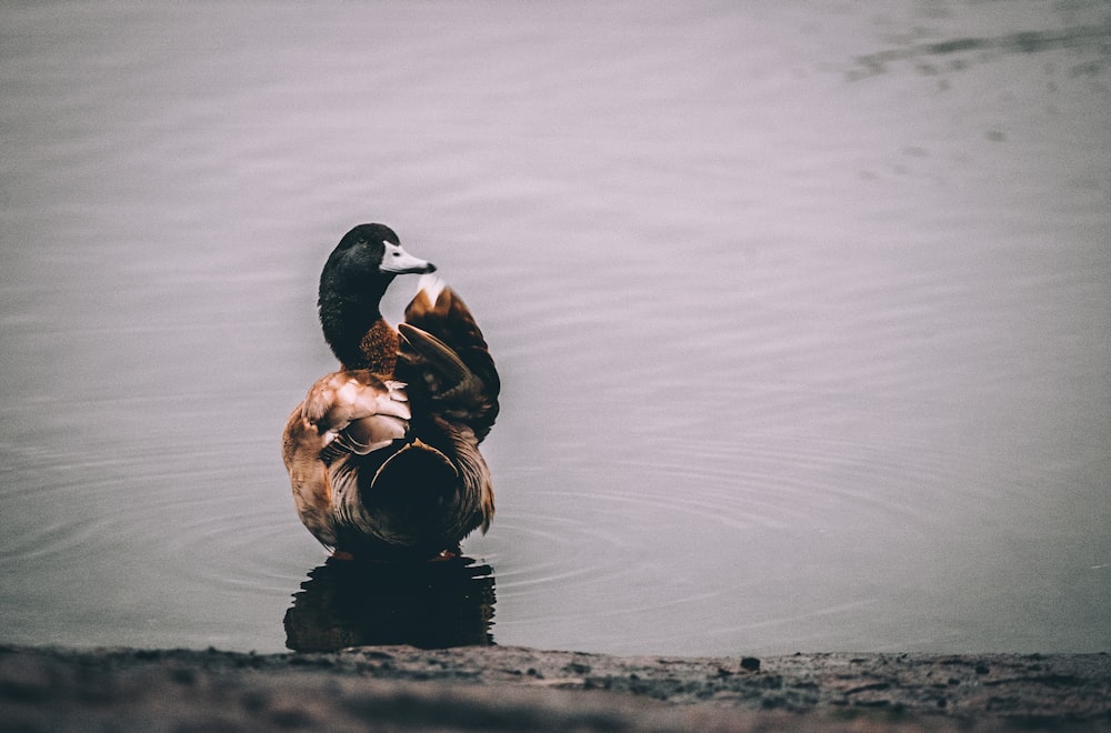 shallow focus photography of black and brown duck on lake