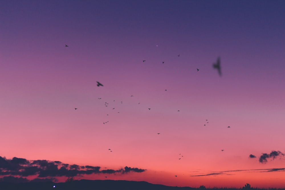 flying birds during sunset