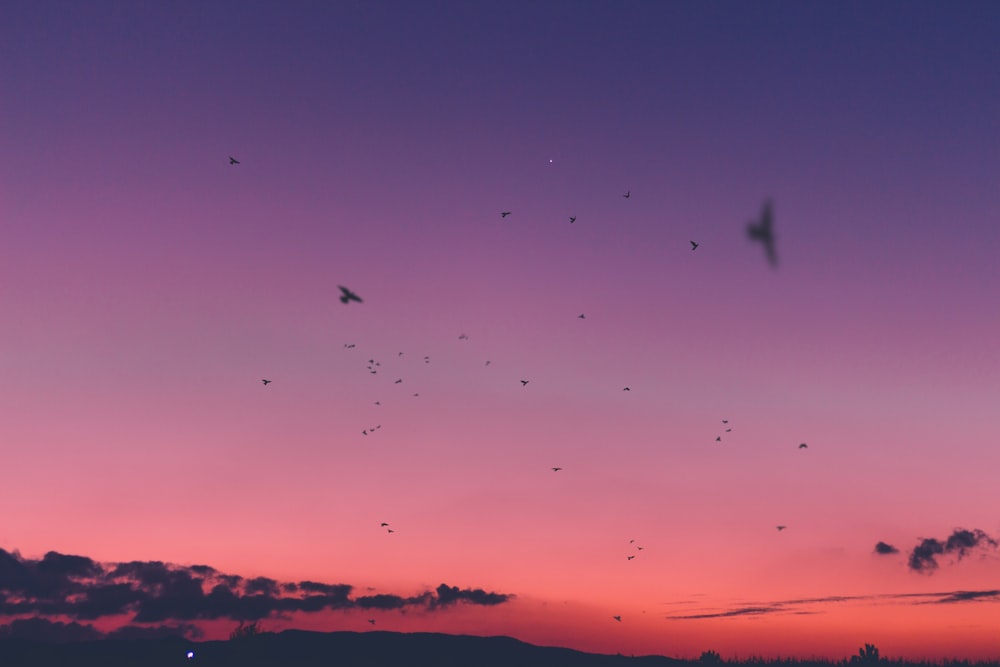 Pájaros voladores durante la puesta de sol