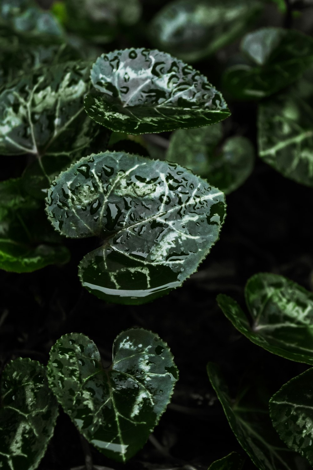 green leaves with water droplets