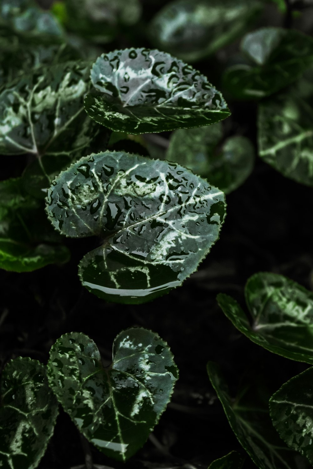 hojas verdes con gotas de agua
