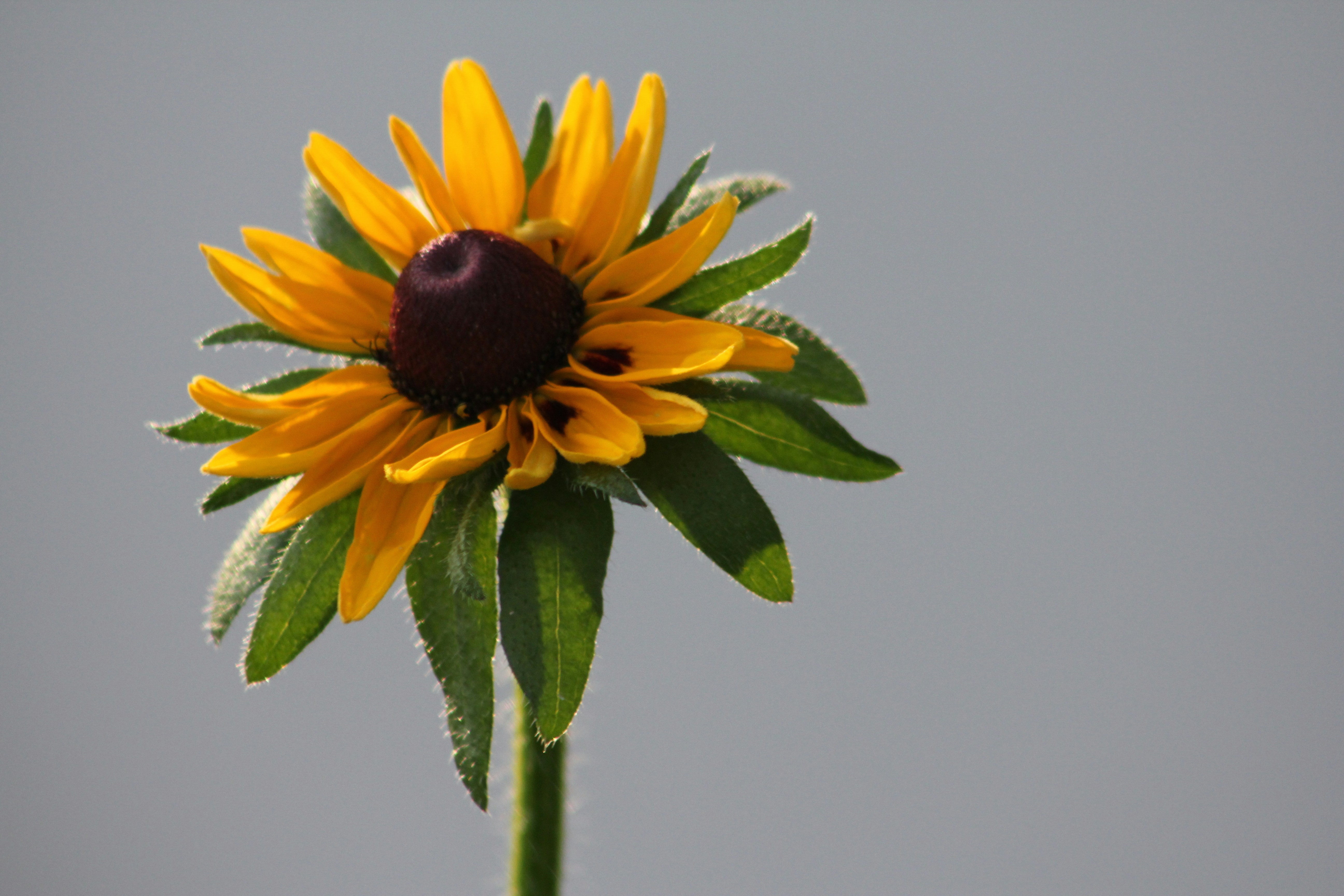 Free Unsplash photo from Jack Sheaffer