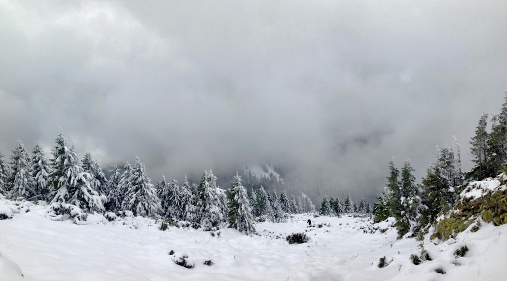Landschaftsfotografie von grünem Baum und Schnee