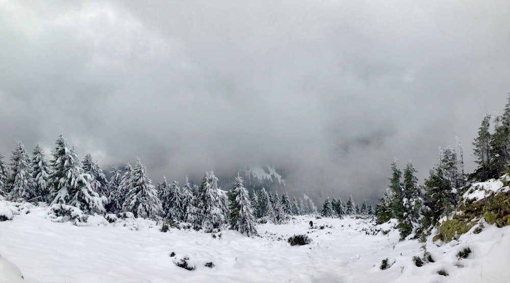 landscape photography of green tree and snow