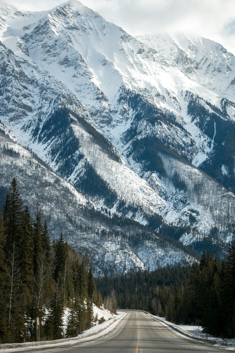 strada asfaltata grigia circondata da pini