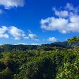 A lush forest landscape spreads across rolling hills under a vibrant blue sky with scattered fluffy white clouds. The dense greenery of the trees suggests a healthy and thriving ecosystem.