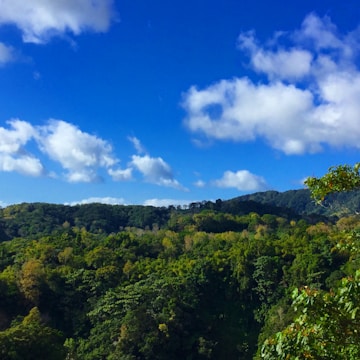 A lush forest landscape spreads across rolling hills under a vibrant blue sky with scattered fluffy white clouds. The dense greenery of the trees suggests a healthy and thriving ecosystem.