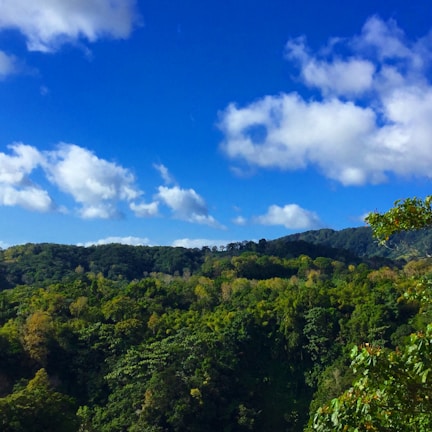 A lush forest landscape spreads across rolling hills under a vibrant blue sky with scattered fluffy white clouds. The dense greenery of the trees suggests a healthy and thriving ecosystem.