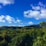 A lush forest landscape spreads across rolling hills under a vibrant blue sky with scattered fluffy white clouds. The dense greenery of the trees suggests a healthy and thriving ecosystem.