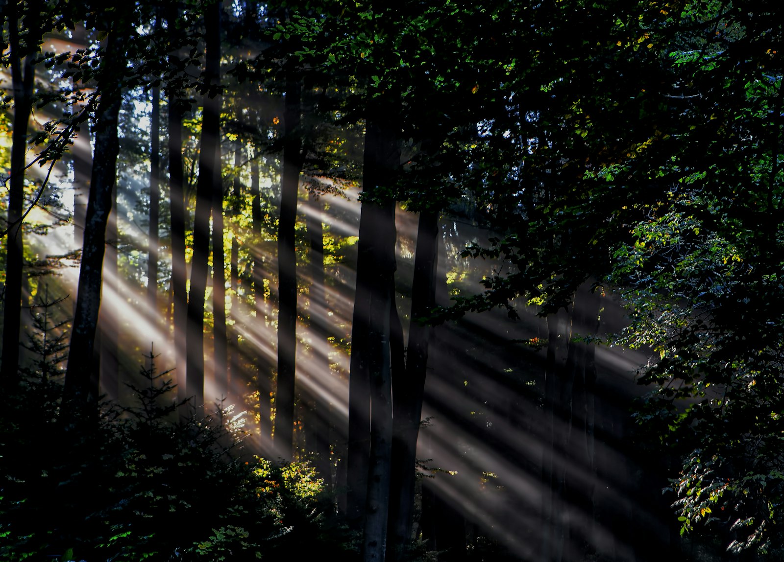 Canon EF 24-70mm F2.8L USM sample photo. Sunlight rays in forest photography