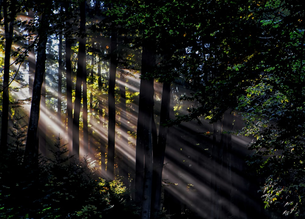 raggi di sole nella foresta