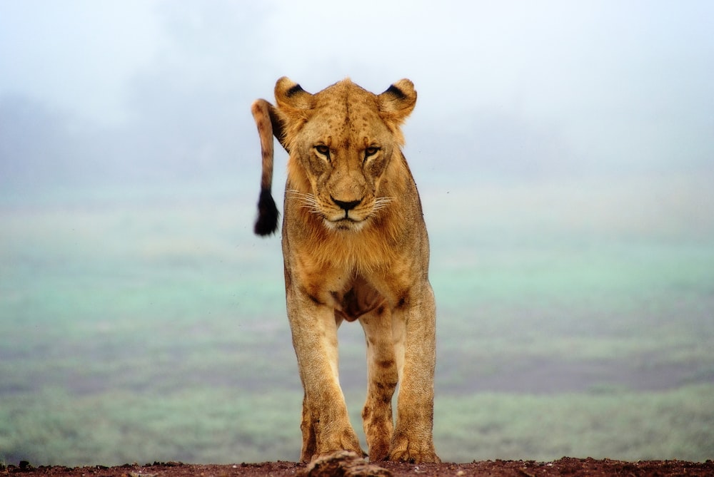 leonessa in piedi su sabbie marroni
