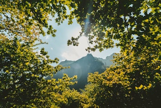 green leaf trees near mountain at daytime