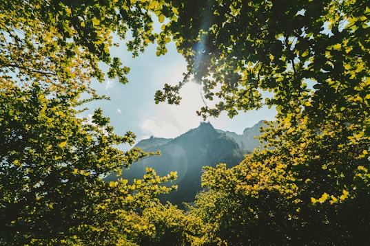 green leaf trees near mountain at daytime