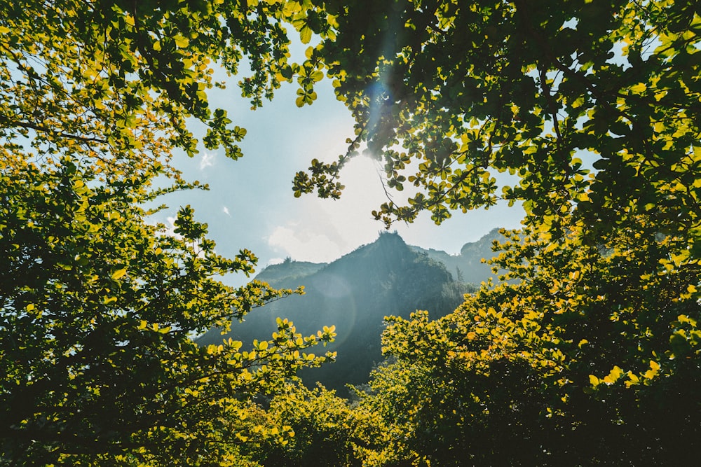 alberi a foglia verde vicino alla montagna durante il giorno