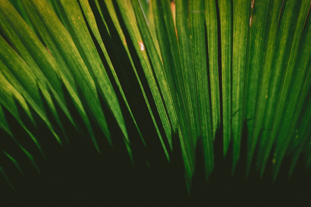 close-up photography of green plant