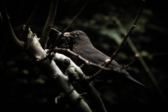 black bird perching on brown tree in Patrixbourne United Kingdom