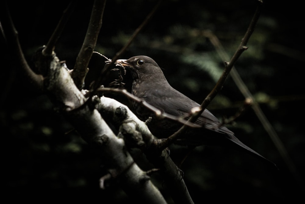 black bird perching on brown tree