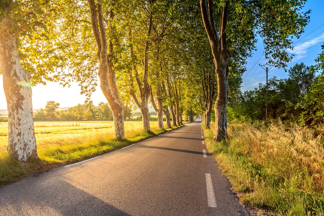 photography of pathway