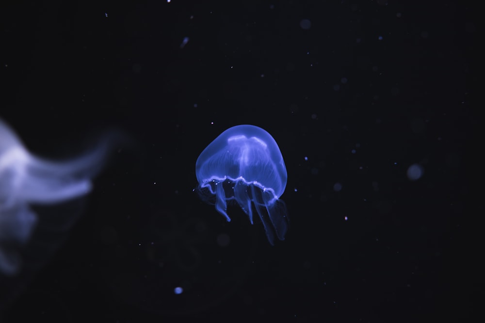 blue jellyfish with black background