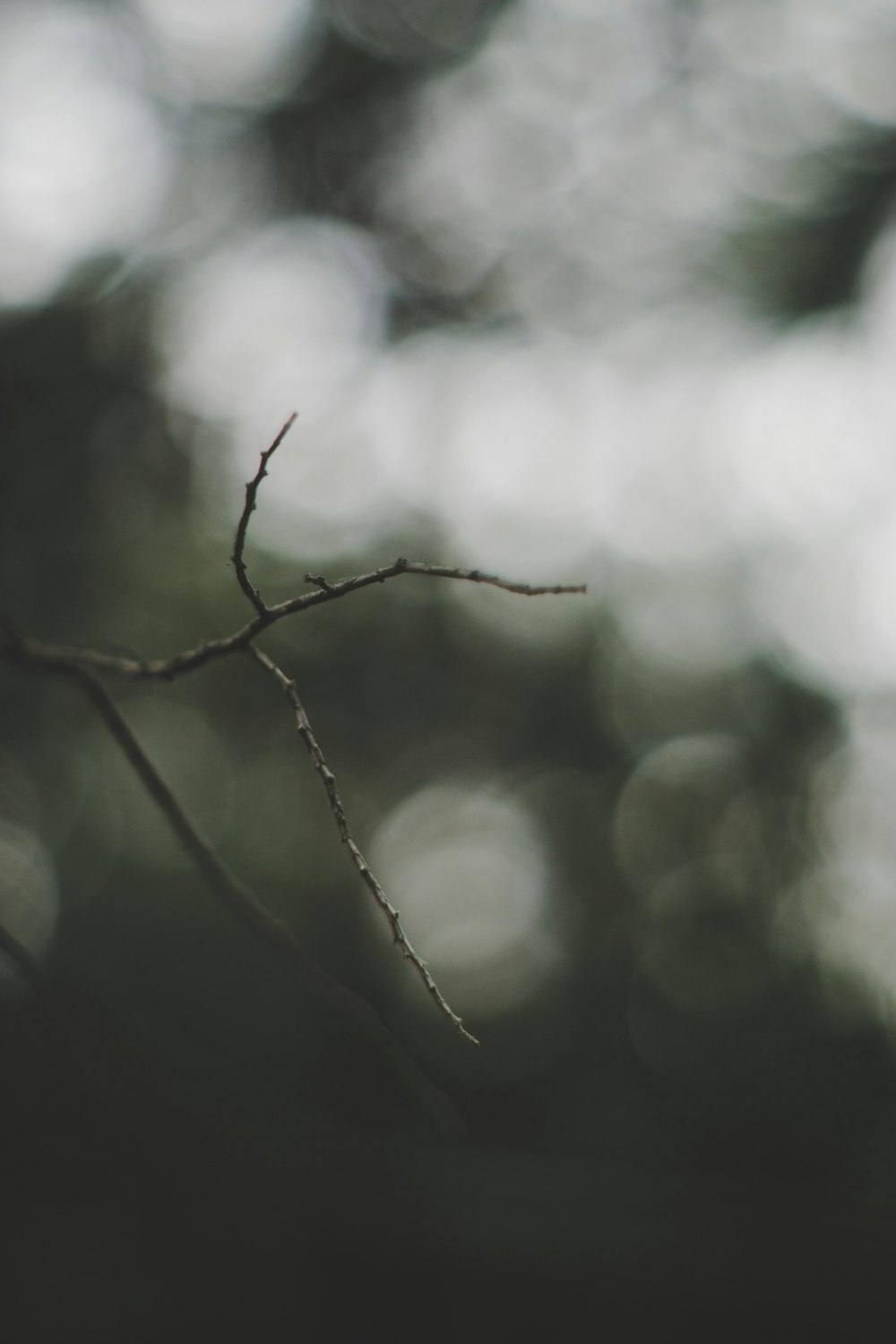 selective focus photography of twig