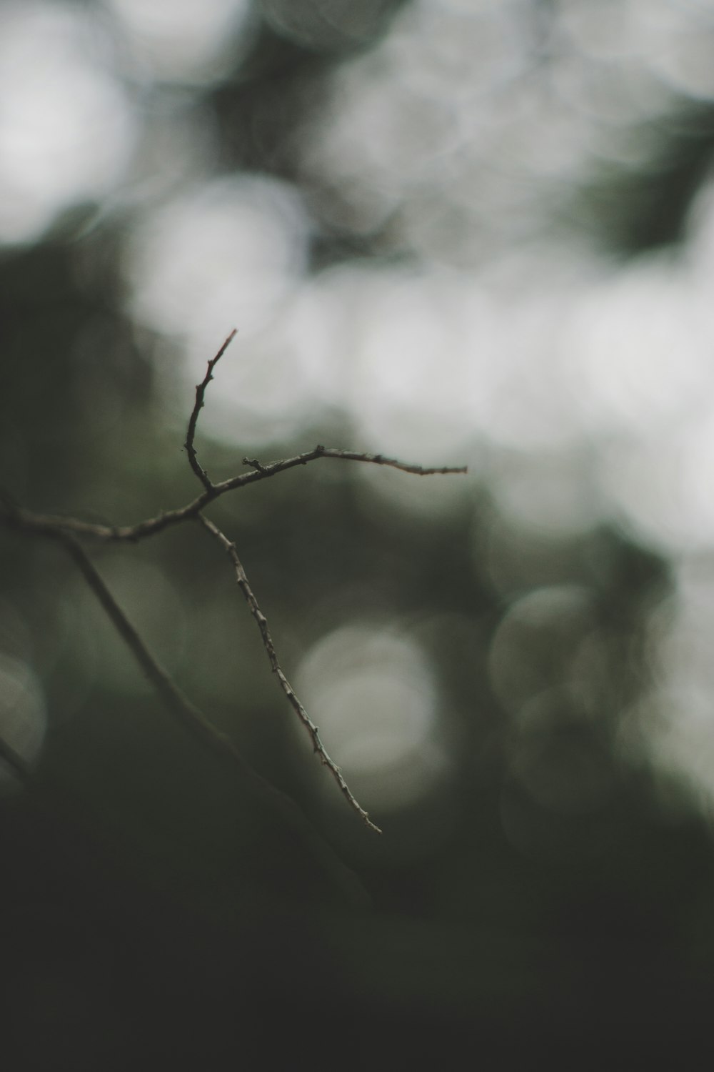 Selektive Fokusfotografie von Zweigen