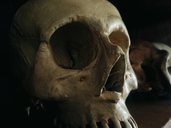 A close-up view of a human skull highlighting key features.