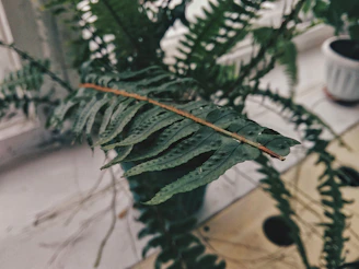 Close-up of a delicate fern in a minimalist ceramic pot, bathed in soft natural light.