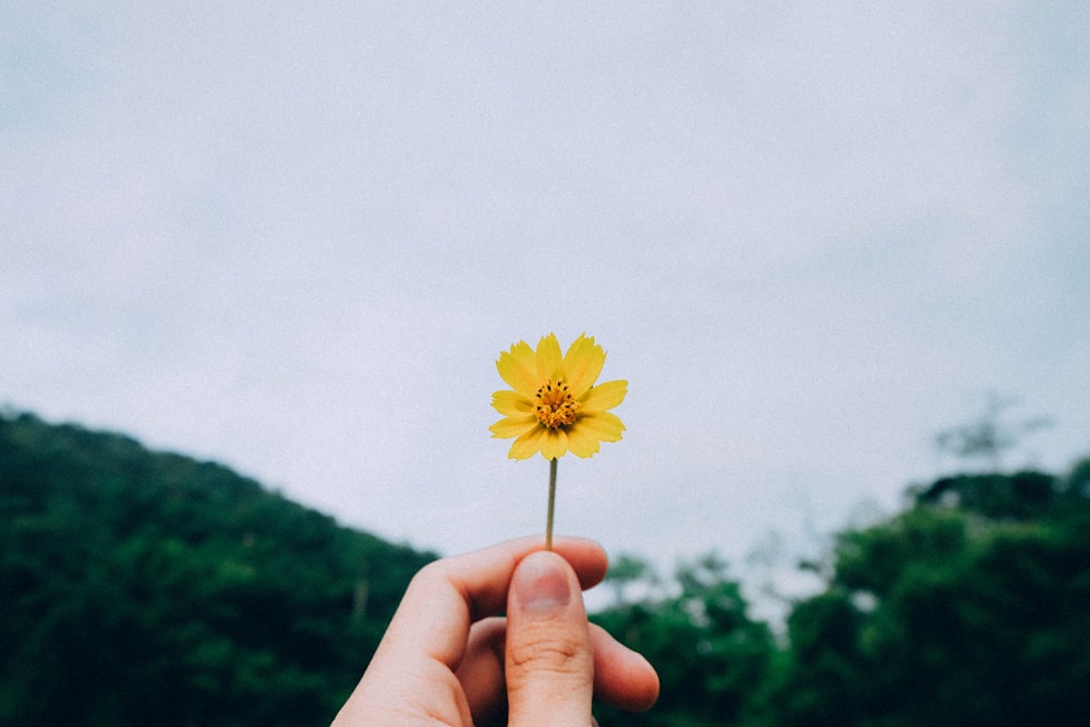 persona sosteniendo una flor de pétalos amarillos