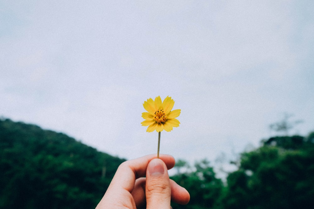 pessoa segurando flor de pétala amarela
