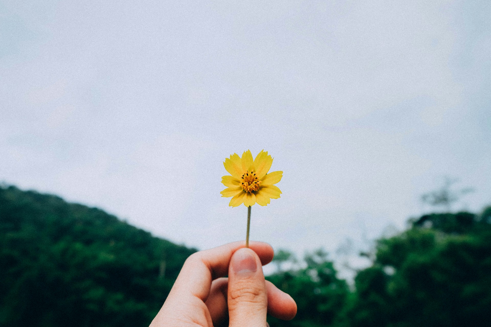 person holding yellow petaled flower