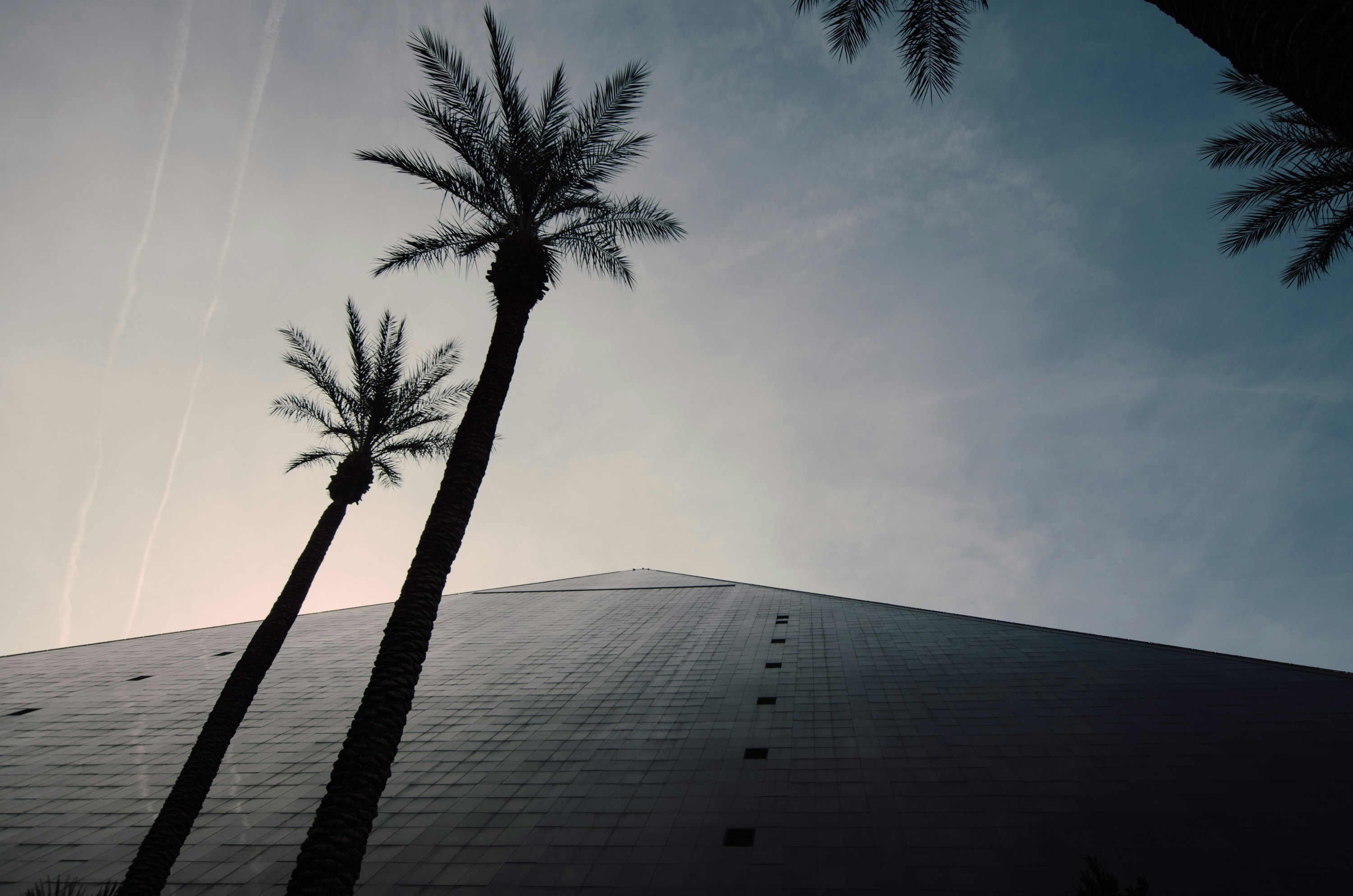 silhouette of palm trees, The Luxor